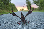 Red swamp crayfish (Procambarus clarkii) out following heavy rain in Brenne