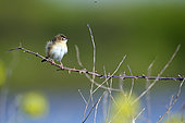 Zitting Cisticola (Cisticola juncidis) on a branch in the salt marshes of the Ile de Ré, France