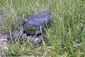 European pond turtle (Emys orbicularis) digging its nest to lay eggs, Brenne, France