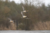 Northern Pintail (Anas acuta) group in flight over a pond in Brenne, France