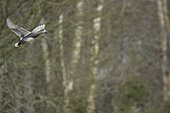 Gadwall (Mareca strepera) in flight, Brenne, France