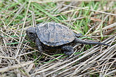 European pond turtle (Emys orbicularis) juvenile emerging from nest in the grass, Brenne, France