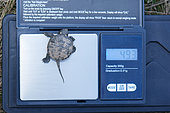 European pond turtle (Emys orbicularis) Measurement and weighing of a , Brenne, France