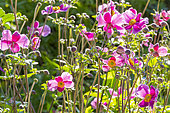 Japanese Anemone, Anemone x hybrida, flowers