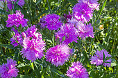 Sweet William 'Elegans Melange', Dianthus chinensis 'Elegans Melange', flowers