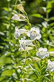 Penstemon 'White Bedder', flowers