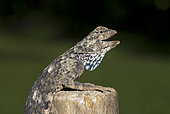 Female Flying Lizard (Draco volans) with extended dewlap on stump, Klungkung, Bali, Indonesia