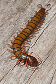 Chinese Red Head Centipede (Scolopendra subspinipes), Klungkung, Bali, Indonesia