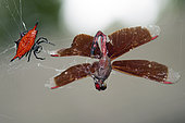 Crablike Spiny Orbweaver Spider (Gasteracantha cancriformis), on web with dead Indonesian Red-winged Dragonfly (Neurothemis terminata), Klungkung, Bali, Indonesia