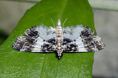 Grass Moth (Paracymoriza phlegetonalis), Klungkung, Bali, Indonesia