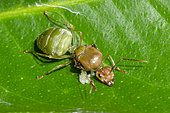 Green Tree Ant (Oecophylla smaragdina) queen with eggs on leaf, Klungkung, Bali, Indonesia