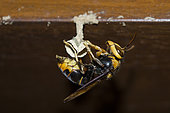 Queen Wasp (Vespa velutina) building nest, Klungkung, Bali, Indonesia