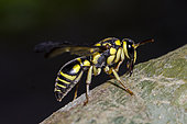Potter Wasp (Eumeninae Subfamily) with prey, Klungkung, Bali, Indonesia