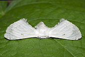 Moth (Penicillifera apicalis) on leaf, Klungkung, Bali, Indonesia