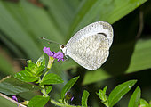 Pierid Butterfly (Leptosia nina) on flower, Klungkung, Bali, Indonesia