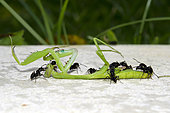 Dead Praying Mantis (Mantodea Order) being scavenged by Ants (Odontoponera sp), Klungkung, Bali, Indonesia