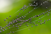 Spiderlings (Aranaea Order) on web thread, Klungkung, Bali, Indonesia
