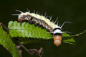 Prominent Moth Caterpillar (Dudusa sp) with long tentacles on leaf, Klungkung, Bali, Indonesia