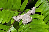 Urania Moth (Dysaethria quadricaudata) on leaf, Klungkung, Bali, Indonesia