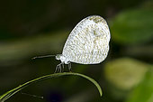 Lesser Darkwing Butterfly (Allotinus unicolor) on leaf, Klungkung, Bali, Indonesia