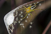 Lynx Spider (Oxyopidae Family) in nest with hatchlings, Saba, Bali, Indonesia