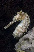 Thorny Seahorse (Hippocampus hixtrix) by sponge, Kampung Baru dive site, Ambon, Maluku, Indonesia, Banda Sea