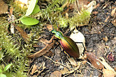 Carabid beetle (Ceroglossus buqueti ssp. buqueti), Chilean endemic Carabidae, Alerce Costero National Park, Corral, approx. Valdivia, Rivers Region, Chile