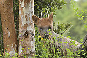 Southern Pudu (Pudu puda), the smallest deer in the world, endemic to Chile and Argentina, male individual, Tepuhueico Natural Park, Chiloé Island, Lakes Region, Chile