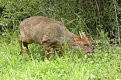 Southern Pudu (Pudu puda), the smallest deer in the world, endemic to Chile and Argentina, male individual, Tepuhueico Natural Park, Chiloé Island, Lakes Region, Chile