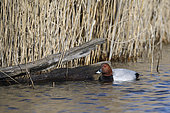 Common pochard (Aythya ferina) at the edge of a reedbed in Brenne, France