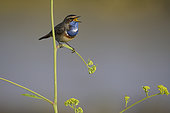 Bluethroat (Luscinia svecica) singing in the marshes of Ile de Ré, France