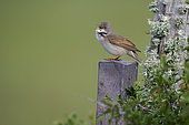 Common whitethroat (Curruca communis) singing in spring, Brenne, France
