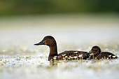 Common pochard (Aythya ferina) and its ducklings in water crowfoot, Brenne, France