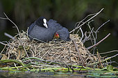 Eurasian Coot (Fulica atra) on its nest on a pond in Perche with its newborn chicks, Normandy, France