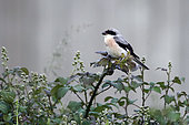 Lesser Grey Shrike (Lanius minor) on a bramble, Normandy, France
