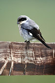 Lesser Grey Shrike (Lanius minor) on a wooden fence, Normandy, France