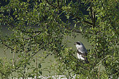 Lesser Grey Shrike (Lanius minor) on a branch, Normandy, France