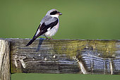 Lesser Grey Shrike (Lanius minor) on a wooden fence, Normandy, France
