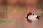 Common pochard (Aythya ferina) male resting on the water in the evening light, Brenne, France