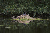 Eurasian Coot (Fulica atra) on its nest on a pond in Perche with its newborn chicks, Normandy, France