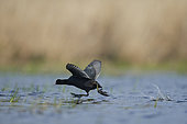 Eurasian Coot (Fulica atra) territorial behaviour: fighting, provocation, Brenne, France