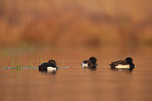 Tufted duck (Aythya fuligula) Male and female resting in the last light of day on a pond in the Brenne, France