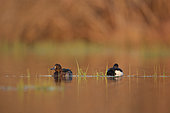 Tufted duck (Aythya fuligula) Male and female resting in the last light of day on a pond in the Brenne, France