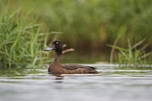 Tufted duck (Aythya fuligula) Cane on a pond in Brenne, France