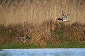 Common pochard (Aythya ferina) Pair in flight arriving to land on a pond, Brenne, France