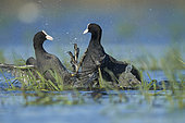 Eurasian Coot (Fulica atra) territorial behaviour: fighting, provocation, Brenne, France