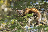 American marten (Martes americana) observing in a balsam fir. Gaspesie Park. Quebec. Canada