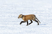 Red fox (Vulpes vulpes) with sarcoptic mange (Sarcoptes scabiei) walking on a snowy field. Central Quebec region. Canada
