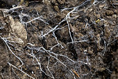 Threads of fungus mycelium in organic soil, Bouches-du-Rhone, France