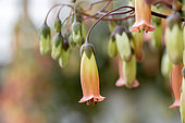 Kalanchoe 'Tessa' flowers